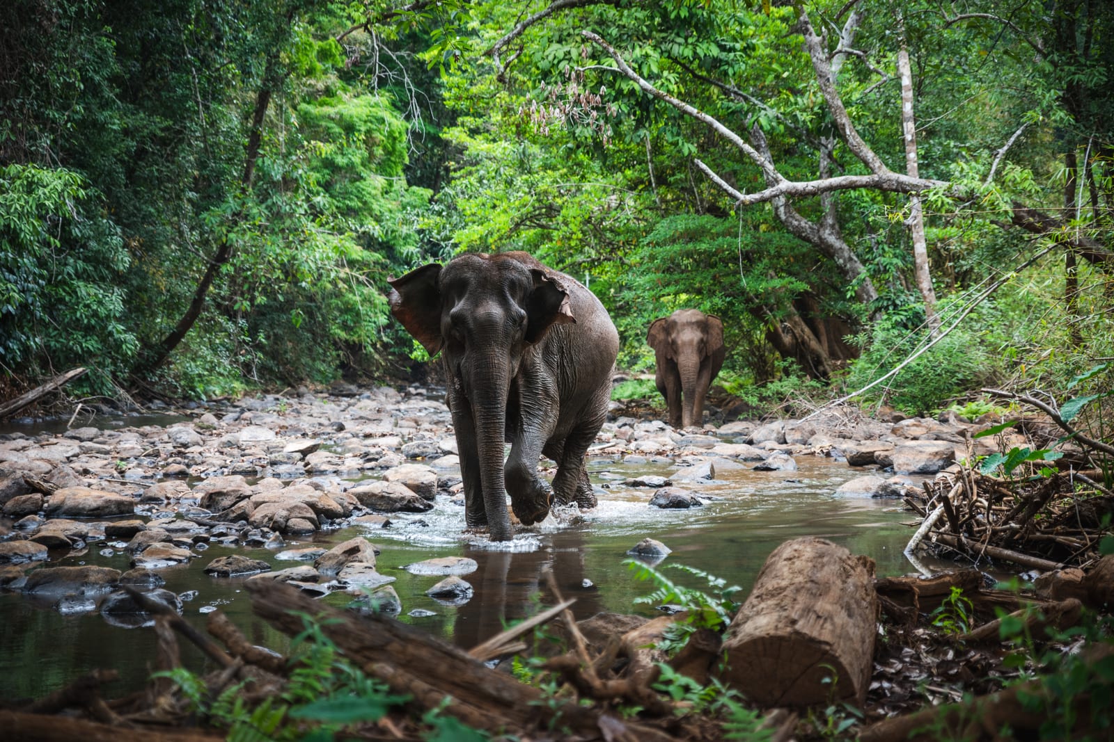 Rescued elephants walking through a forest stream at Mondulkiri Project Elephant Sanctuary, Mondulkiri, Cambodia